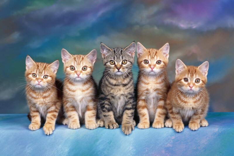 five kittens in a row