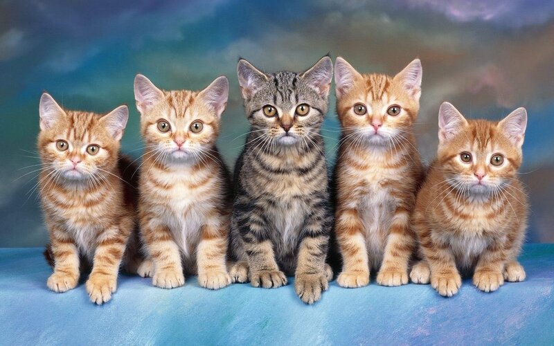five kittens in a row