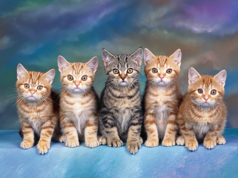 Five Kittens in a Row — Blue, Calm, Photograph, Blue Surface, Cloudy Background