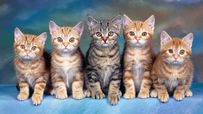 Five Kittens in a Row — Blue, Calm, Photograph, Blue Surface, Studio Background