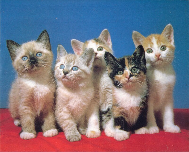 Five Kittens in a Row — Blue, Innocent