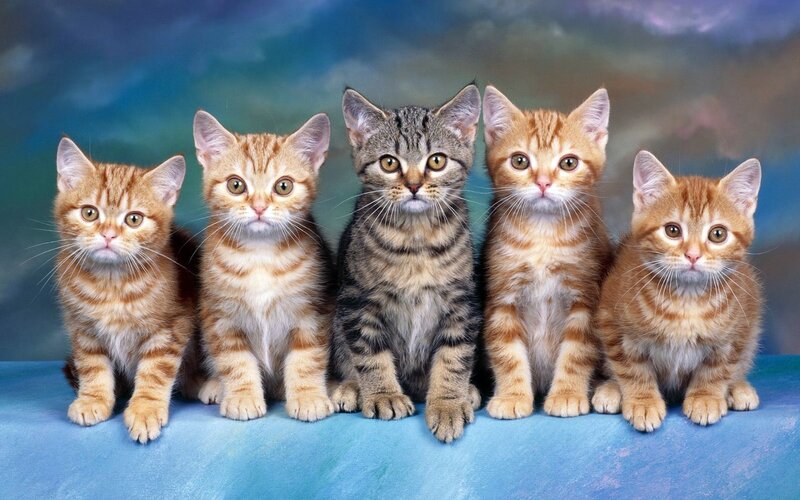 Five Kittens in a Row — Blue