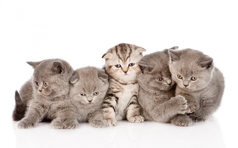 Five Kittens in a Row — Gray, Calm, Photograph