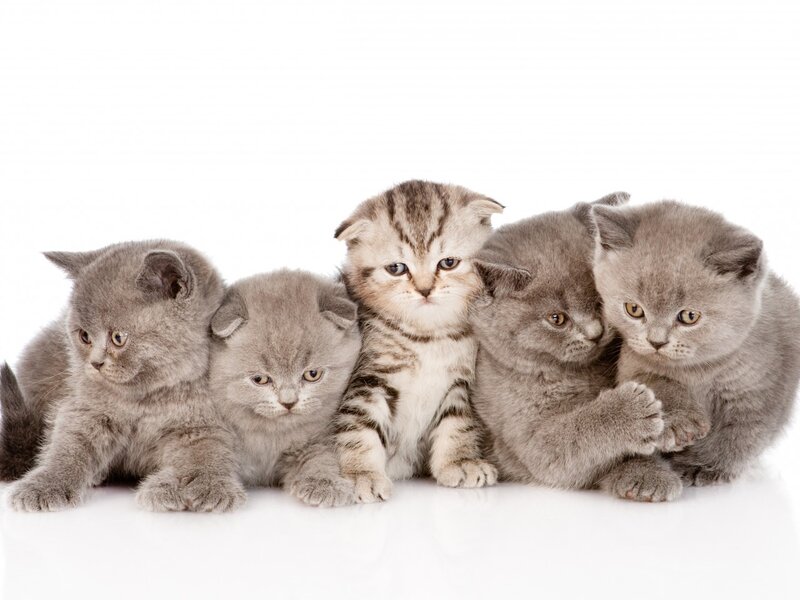 Five Kittens in a Row — Gray, Calm, Photograph, White Background, Paws