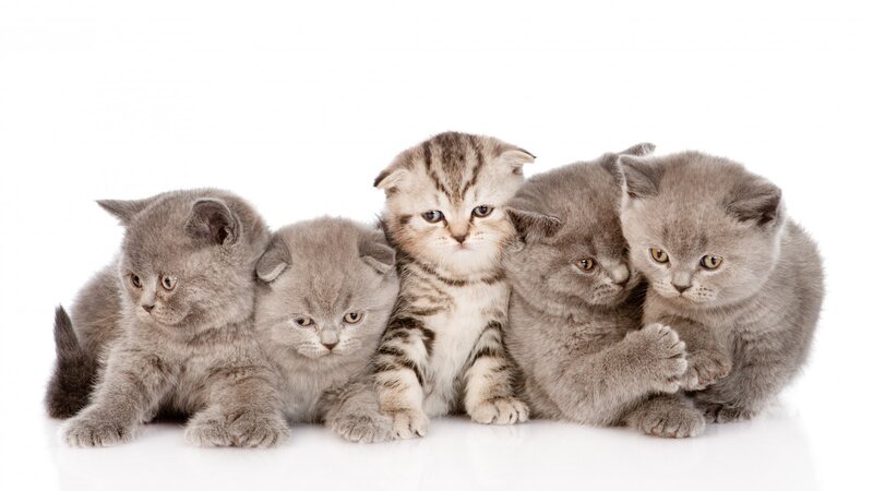 Five Kittens in a Row — Gray, Calm, Photograph, White Background