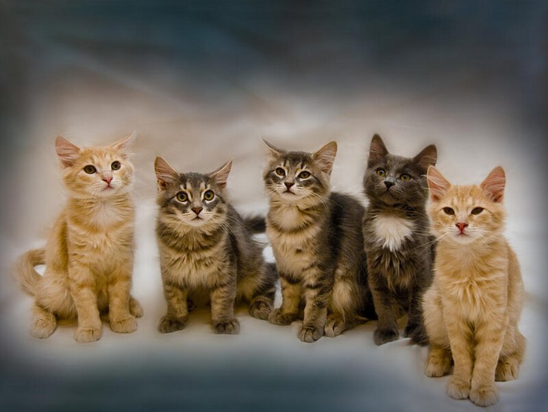 Five Kittens in a Row — Gray, Calm