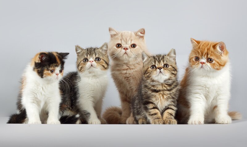 Five Kittens in a Row — Gray, Neutral