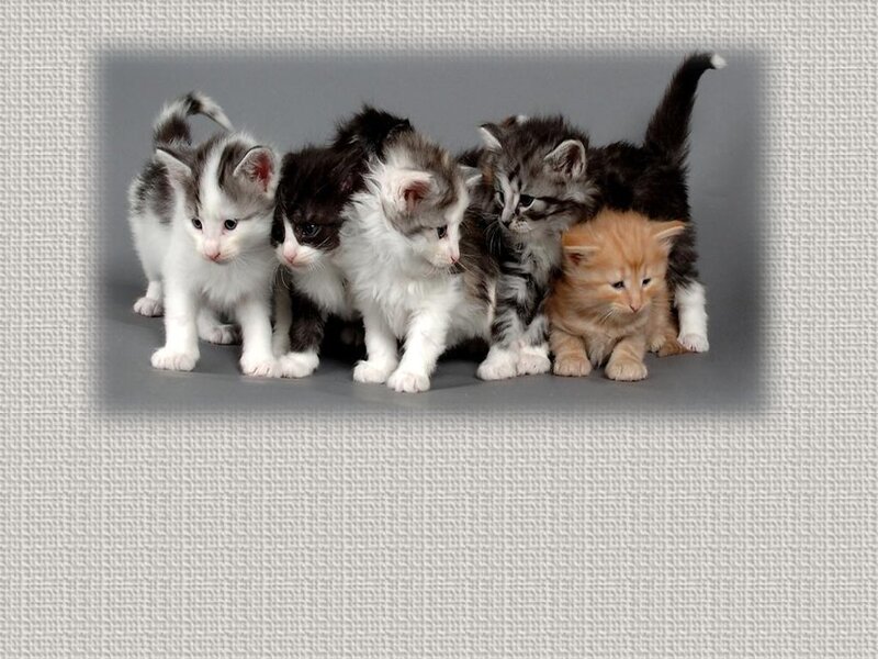 Five Kittens in a Row — Gray