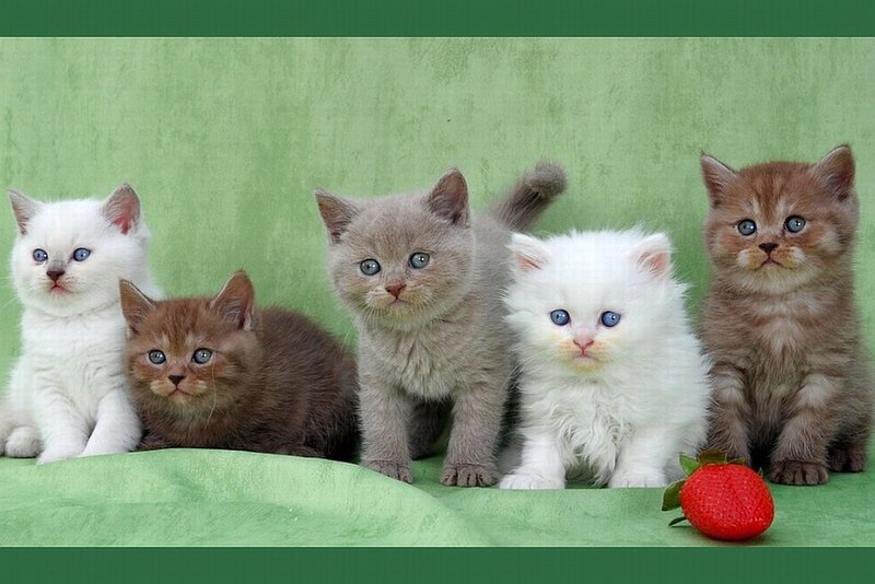 Five Kittens in a Row — Green