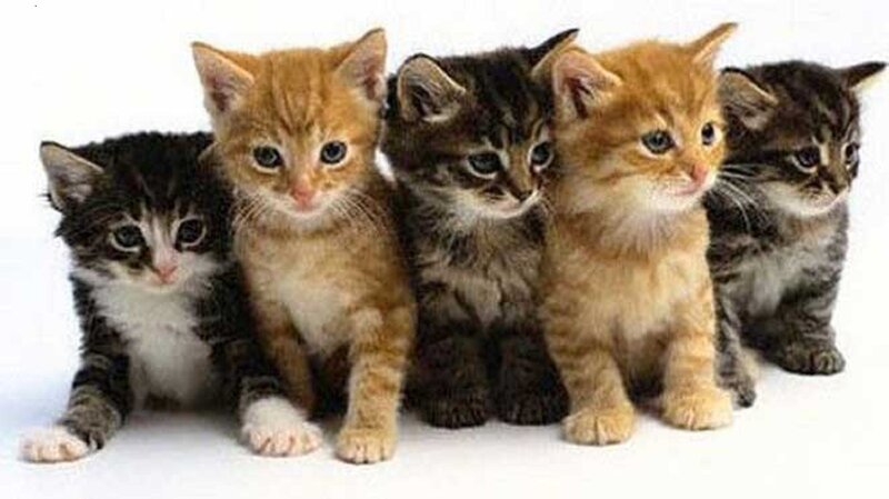 Five Kittens in a Row — Orange, Calm