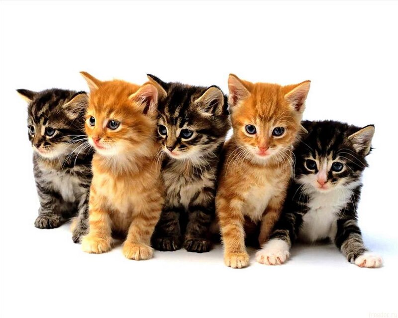 Five Kittens in a Row — Orange, Innocent, Photograph