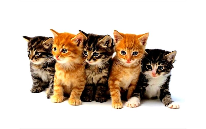 Five Kittens in a Row — Orange, Innocent, Photograph, White Background, Black