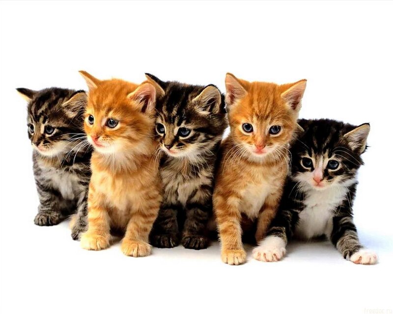 Five Kittens in a Row — Orange, Innocent