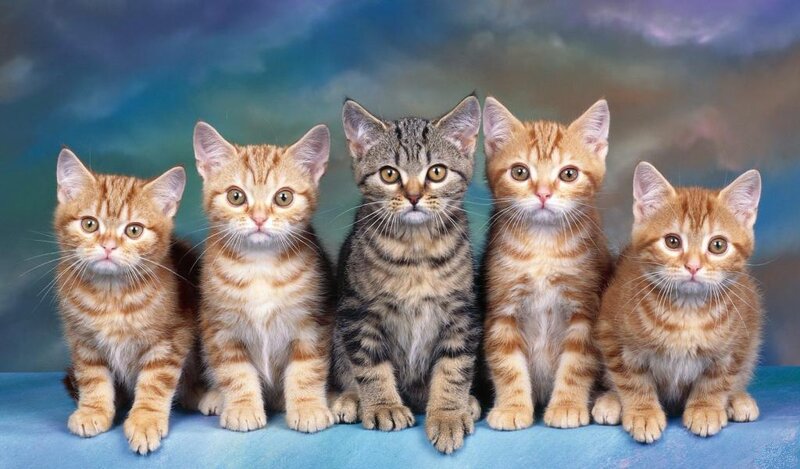 Five Kittens in a Row — Orange