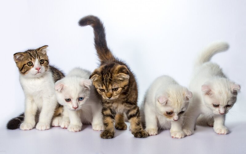 Five Kittens in a Row — White, Calm