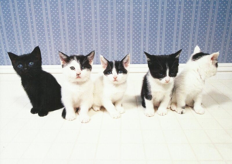 Five Kittens in a Row — White