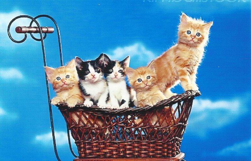 Five Kittens in Basket — Blue
