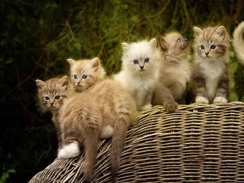 Five Kittens in Basket — Brown, Calm