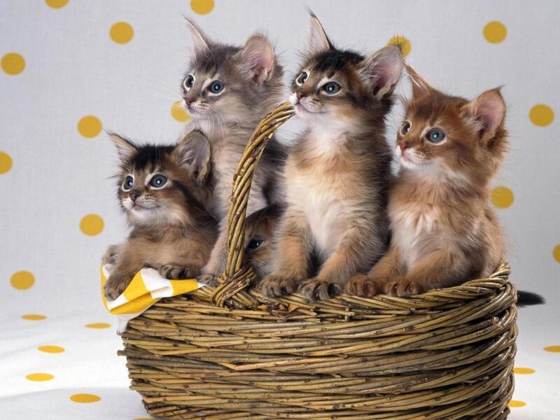 Five Kittens in Basket — Brown, Cute