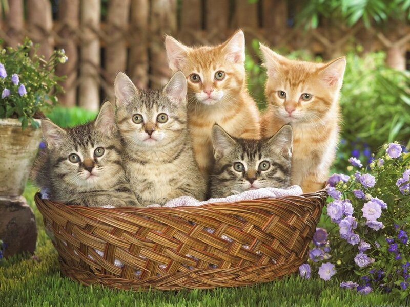 Five Kittens in Basket — Brown, Peaceful, Spring