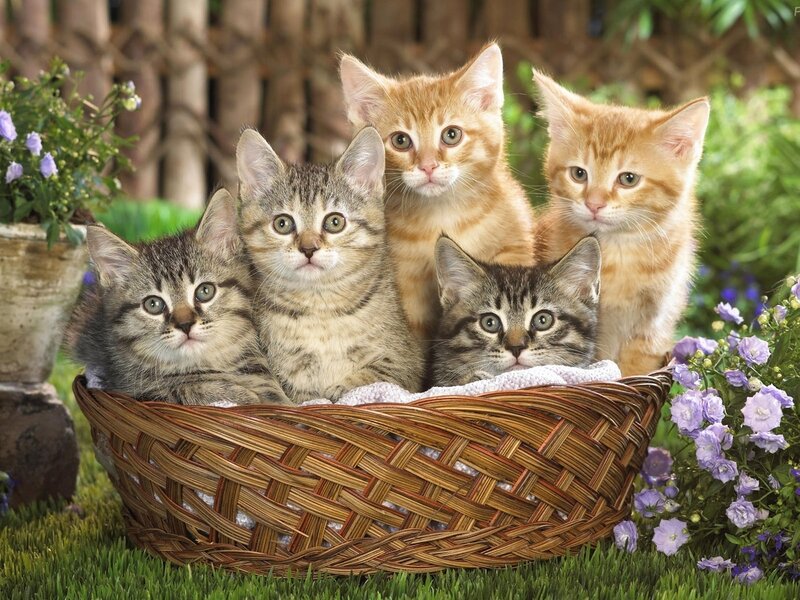 Five Kittens in Basket — Brown