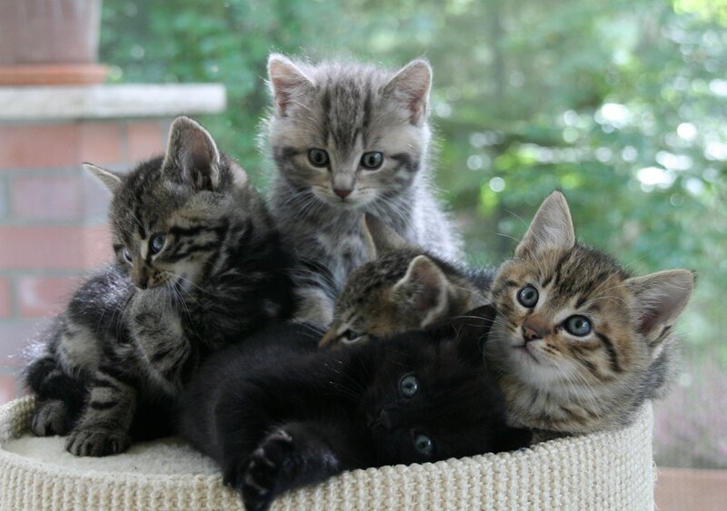 Five Kittens in Basket — Gray