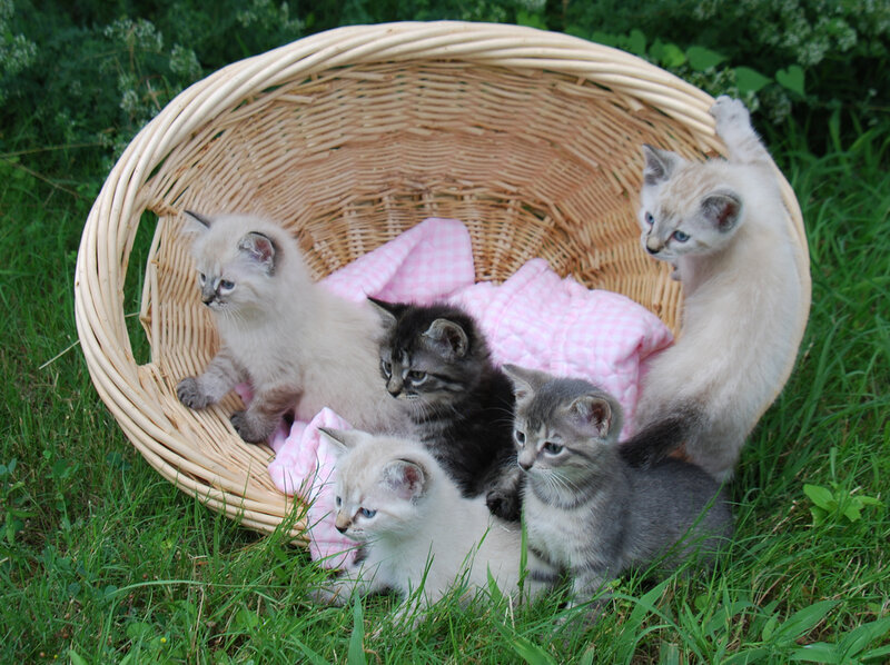 Five Kittens in Basket — Green, Calm
