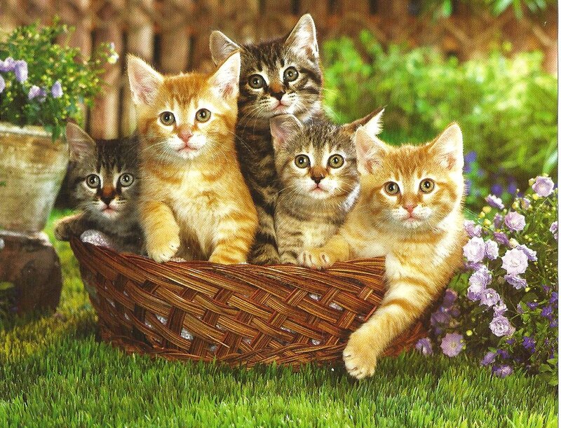 Five Kittens in Basket — Green, Peaceful