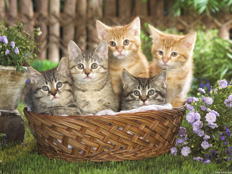 Five Kittens in Basket — Green, Serene