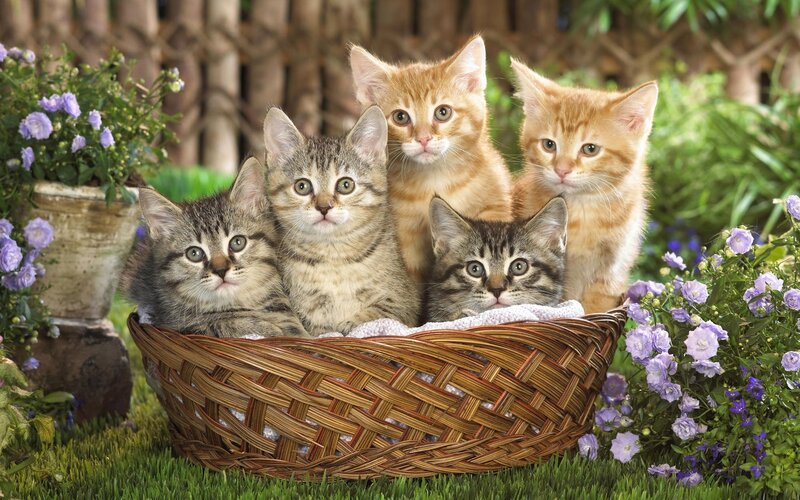 Five Kittens in Basket — Green