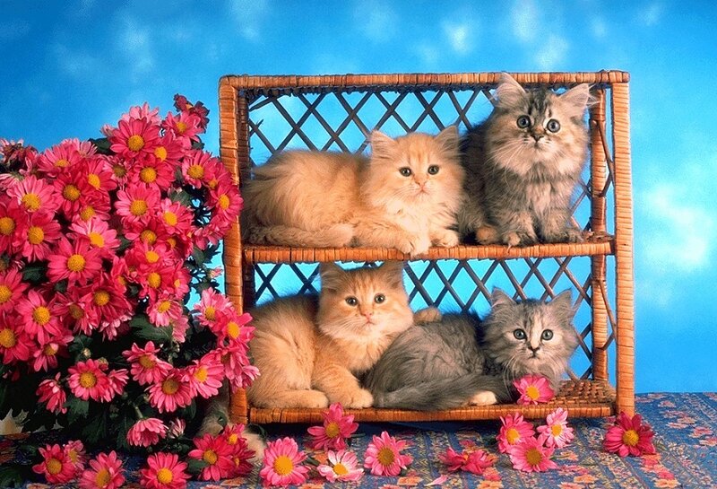 Five Kittens in Basket