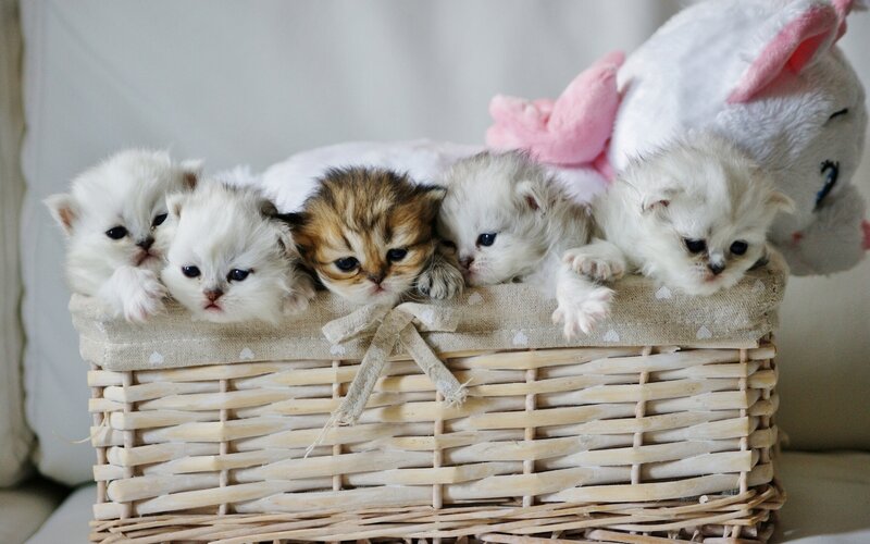 Five Kittens in Basket — White, Calm, Photograph