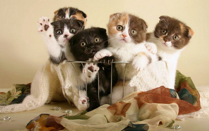 Five Kittens in Basket — White