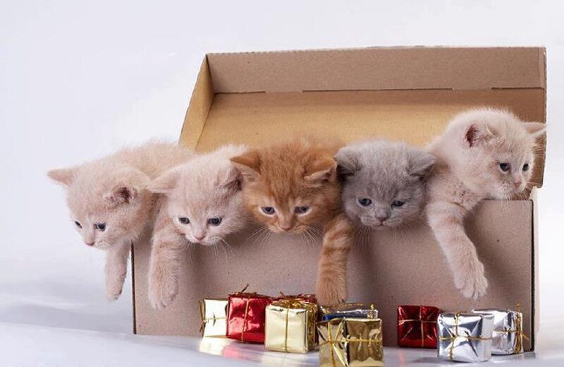 Five Kittens in Box — Brown