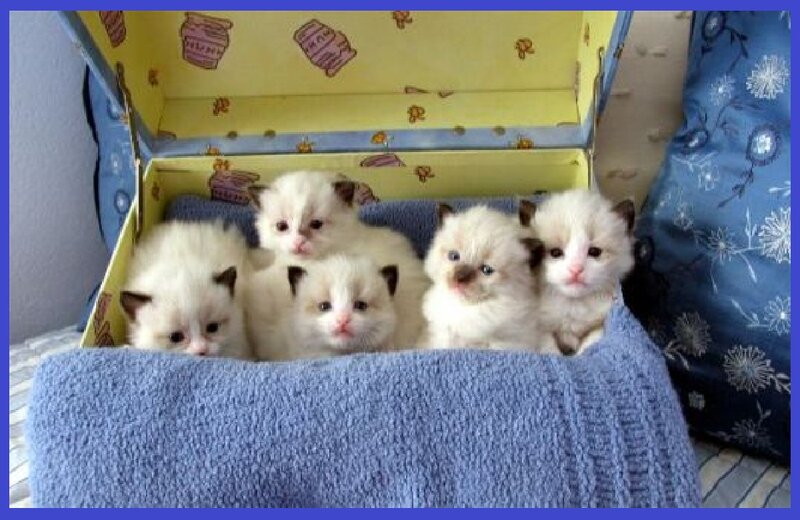 Five Kittens in Box
