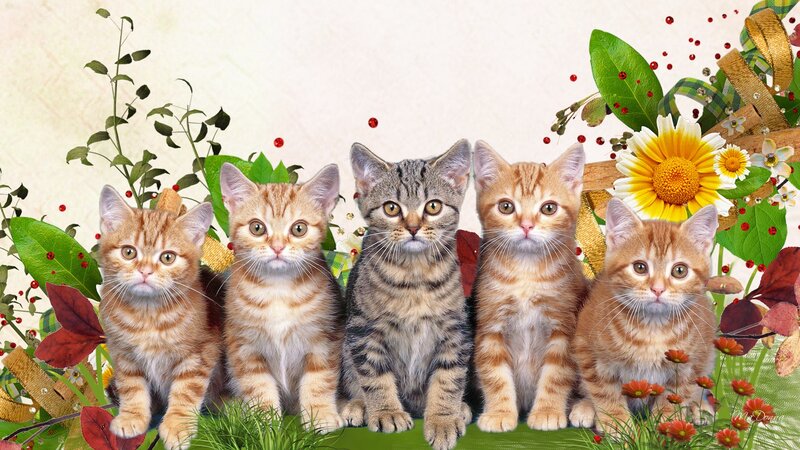 Five Kittens in Flowers