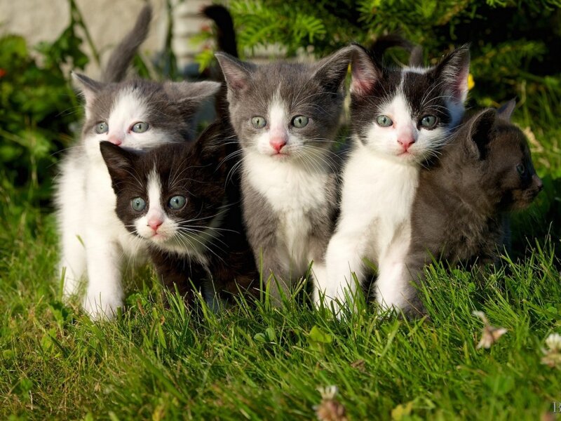 Five Kittens in Grass — Green