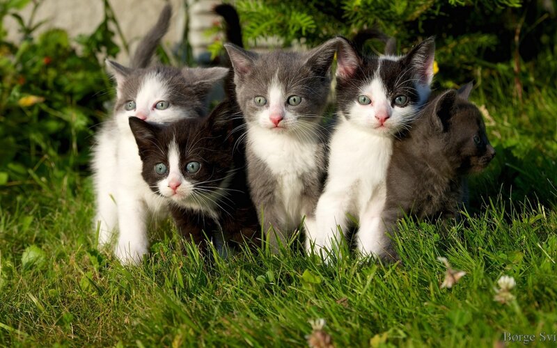 Five Kittens in Grass