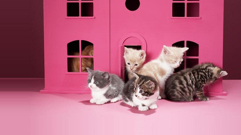 Five Kittens in Pink House