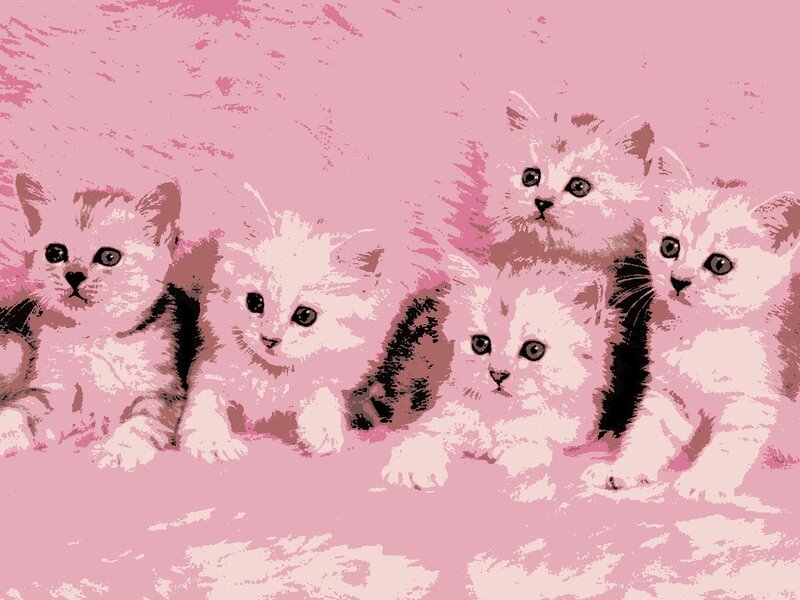 Five Kittens in Pink