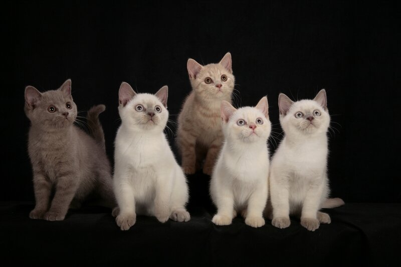 Five Kittens in Studio
