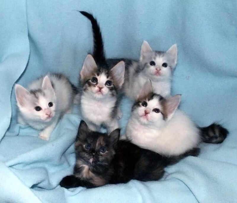 five kittens on a blanket