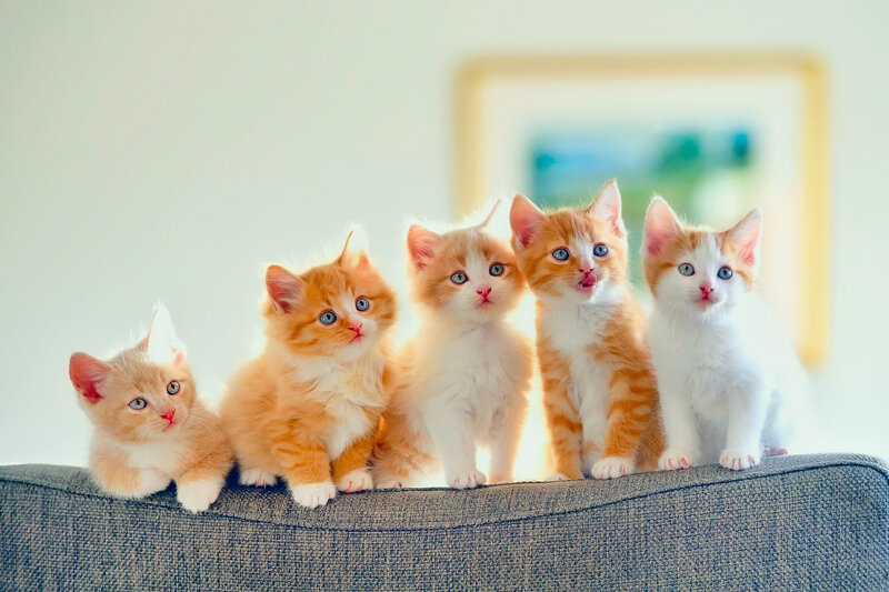 Five kittens on a couch