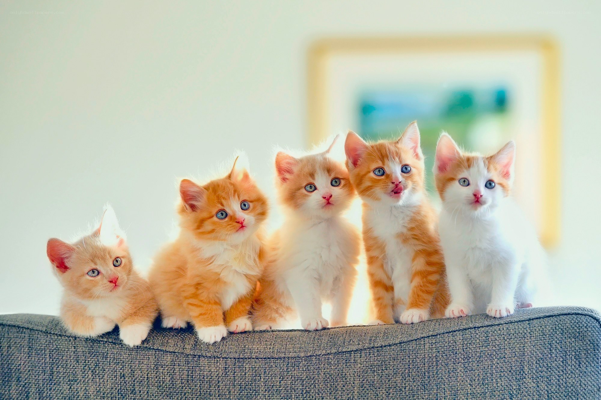 Five kittens on a couch