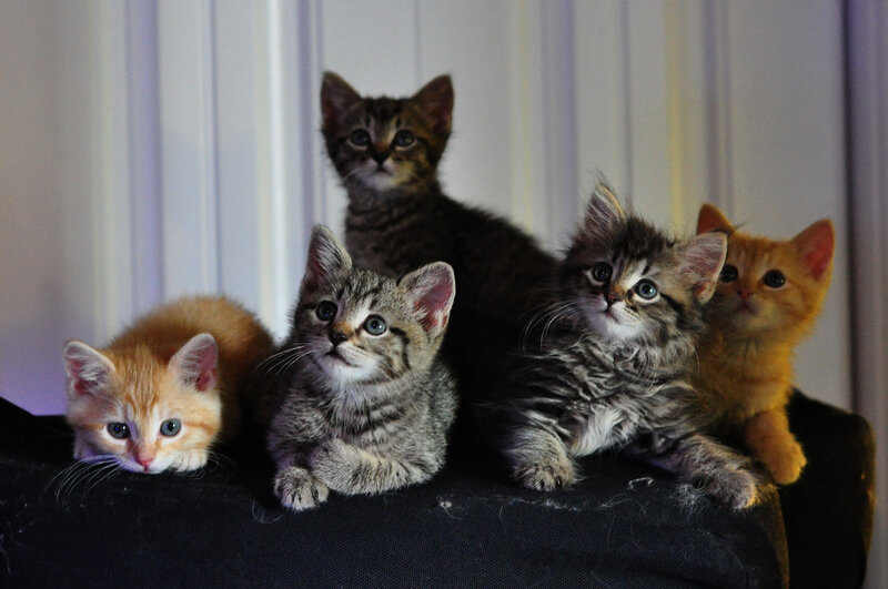 Five Kittens on a Surface