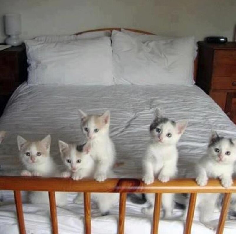 Five Kittens on Bed