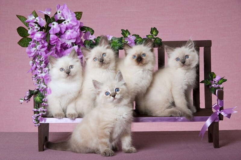 Five Kittens on Bench