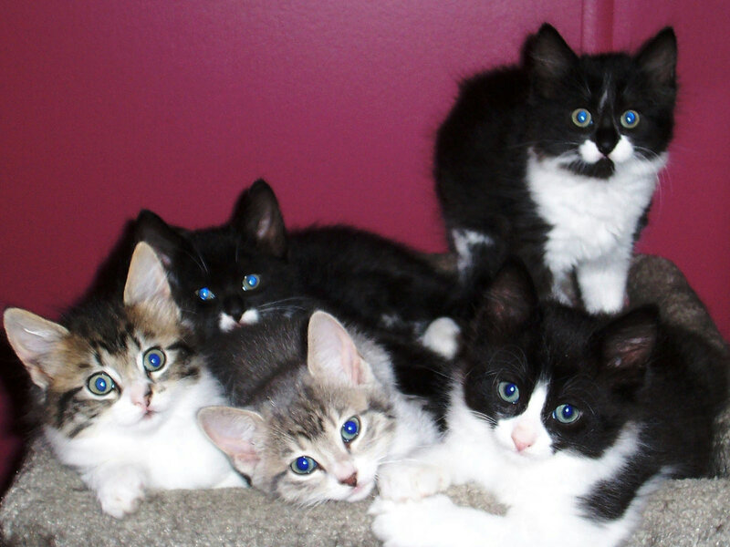 Five Kittens on Blanket — Black
