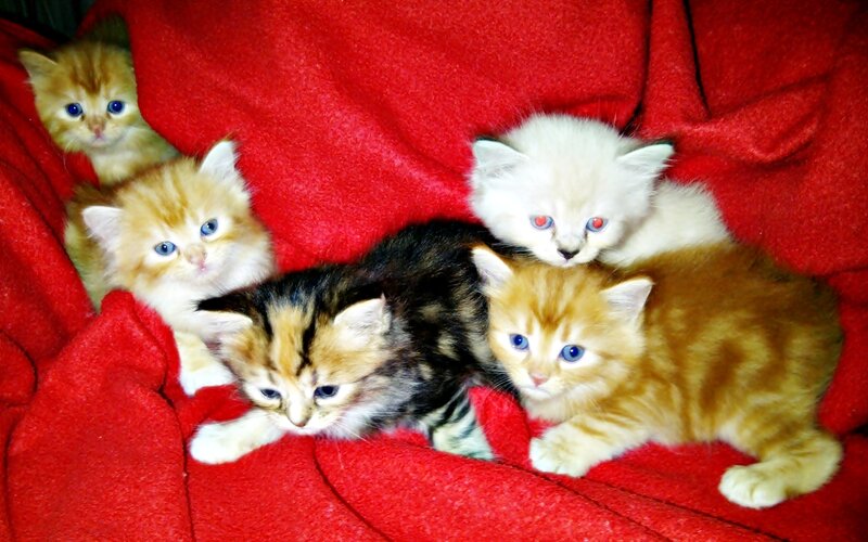 Five Kittens on Blanket