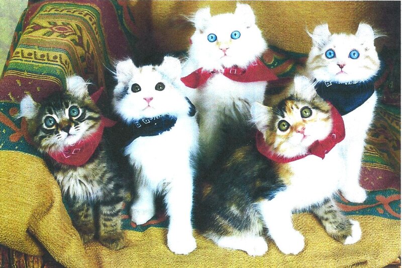 Five Kittens on Blanket — White
